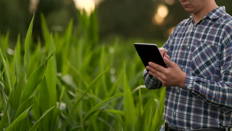 Landwirt-Nutzt-Digitalen-Tablet-Computer-Im-Maisfeld-Moderne-Technologieanwendung-In-Der-Landwirtschaftlichen-Anbautätigkeit-Bei-Sonnenuntergang